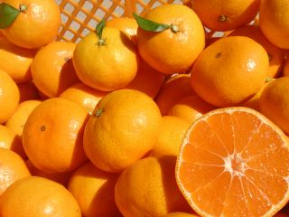 だんだんと完熟みかんになってきます!時期により品種や色付きが変化します、それぞれの美味しさをお楽しみください!