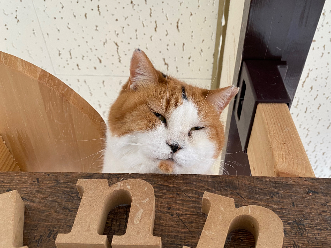 30分コース】埼玉・狭山の猫カフェ | かわいい猫ちゃんと遊ぼう♪個性