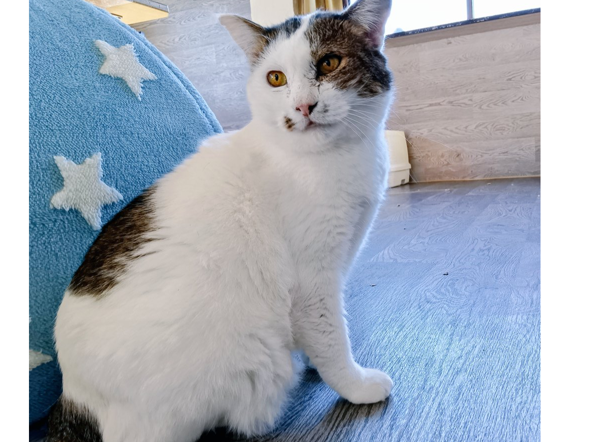 30分コース】埼玉・狭山の猫カフェ | かわいい猫ちゃんと遊ぼう♪個性