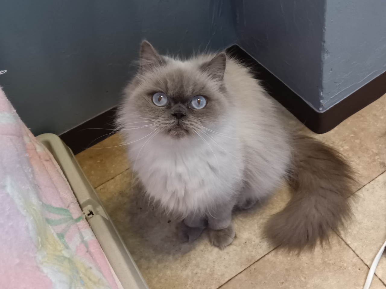 30分コース】埼玉・狭山の猫カフェ | かわいい猫ちゃんと遊ぼう♪個性