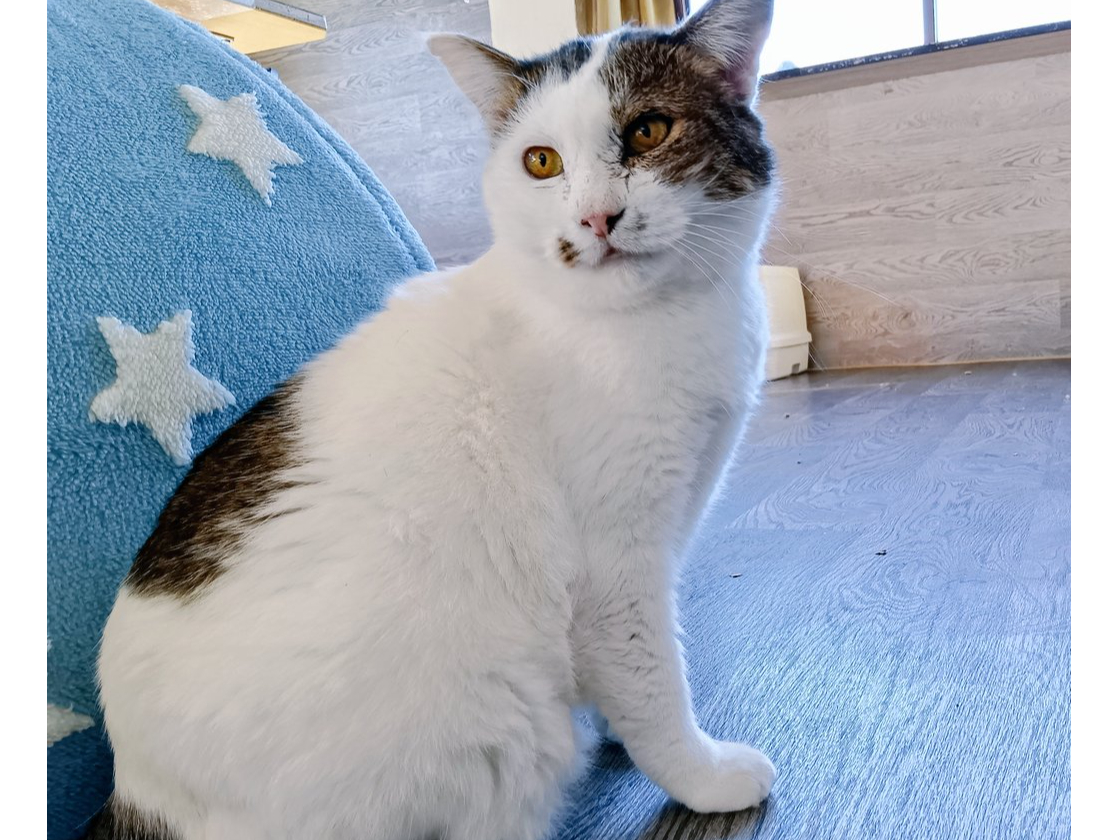 60分コース】埼玉・狭山の猫カフェ | かわいい猫ちゃんと遊ぼう♪個性