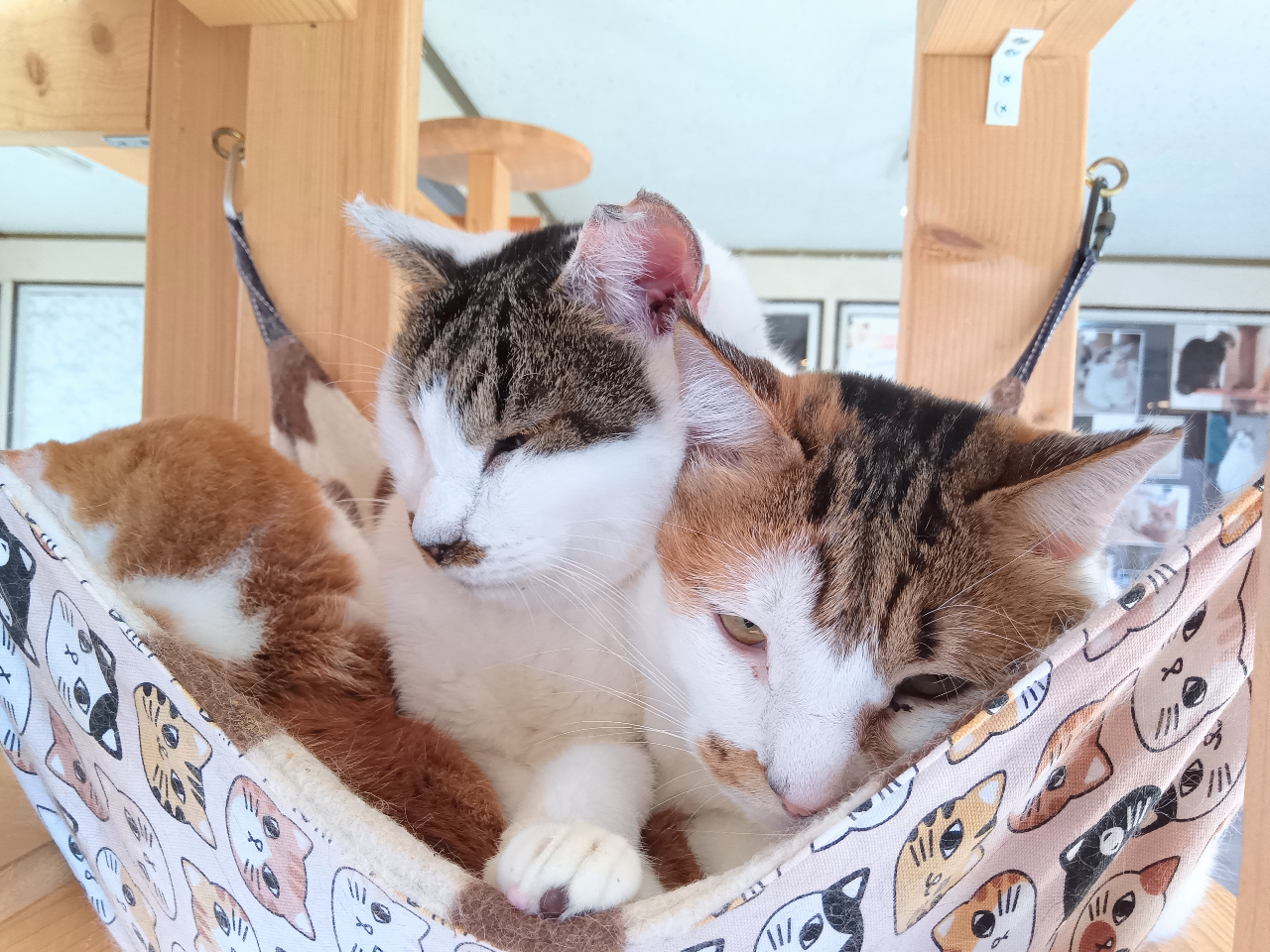 60分コース】埼玉・狭山の猫カフェ | かわいい猫ちゃんと遊ぼう♪個性