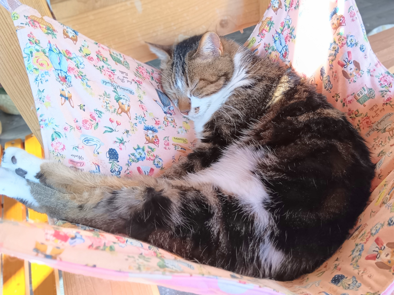 60分コース】埼玉・狭山の猫カフェ | かわいい猫ちゃんと遊ぼう♪個性