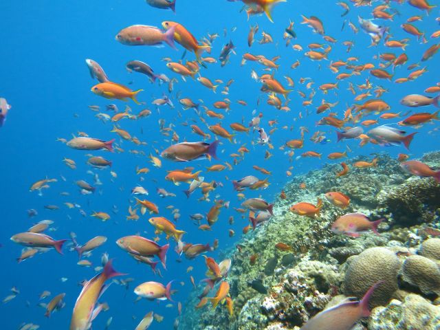 沖縄らしいカラフルなお魚も見れます☆