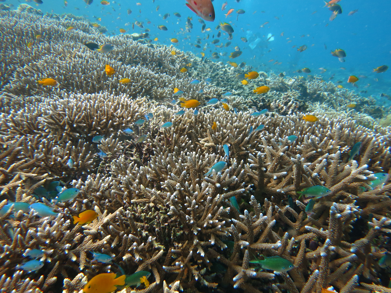 お魚と同じ目線に!!