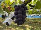 種無し巨峰もまだまだ収穫中