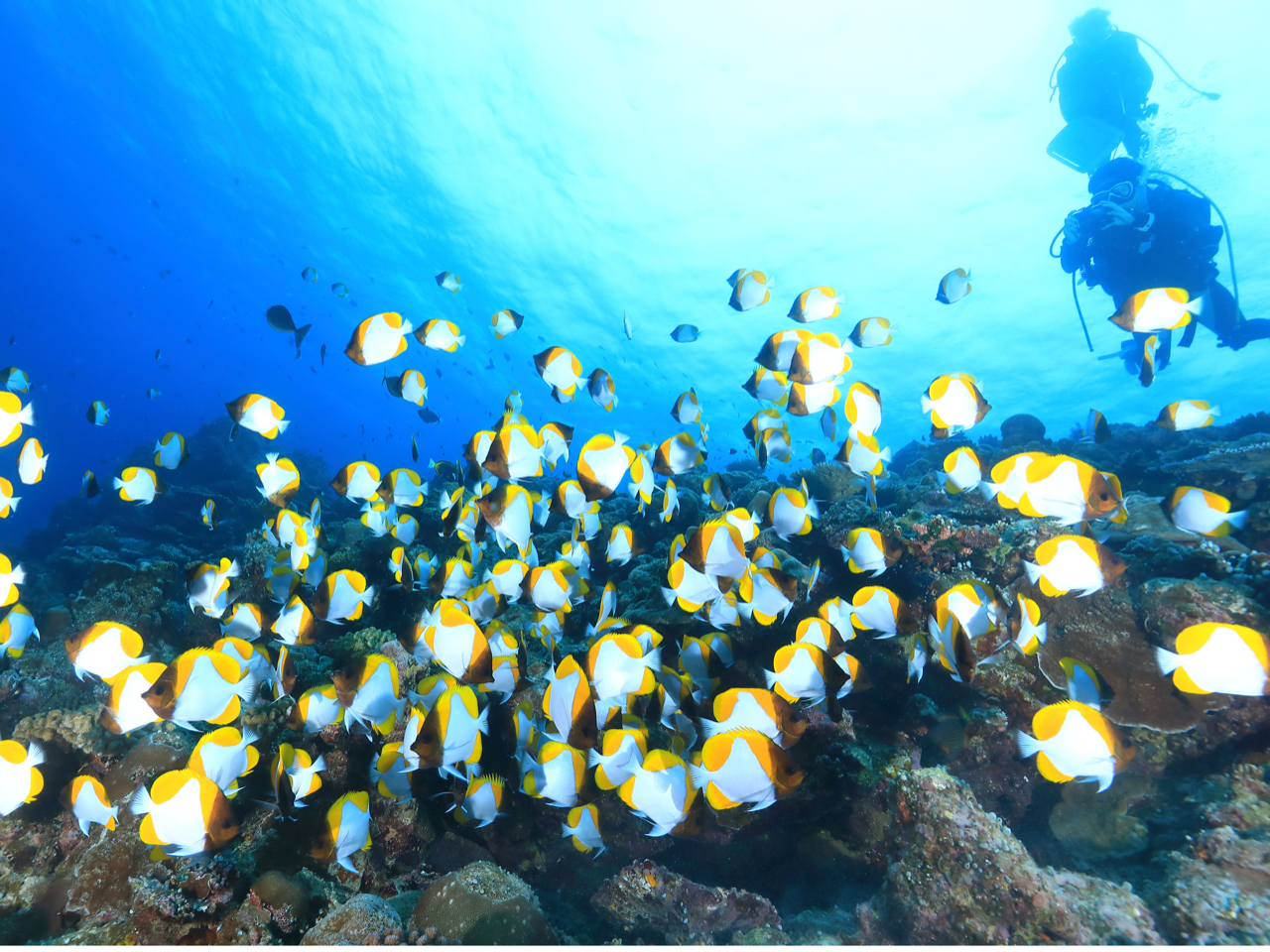 ���C�Z���X�擾��͐��E���̊C�Ŏ��R�Ƀt�@���_�C�r���O���y���߂�