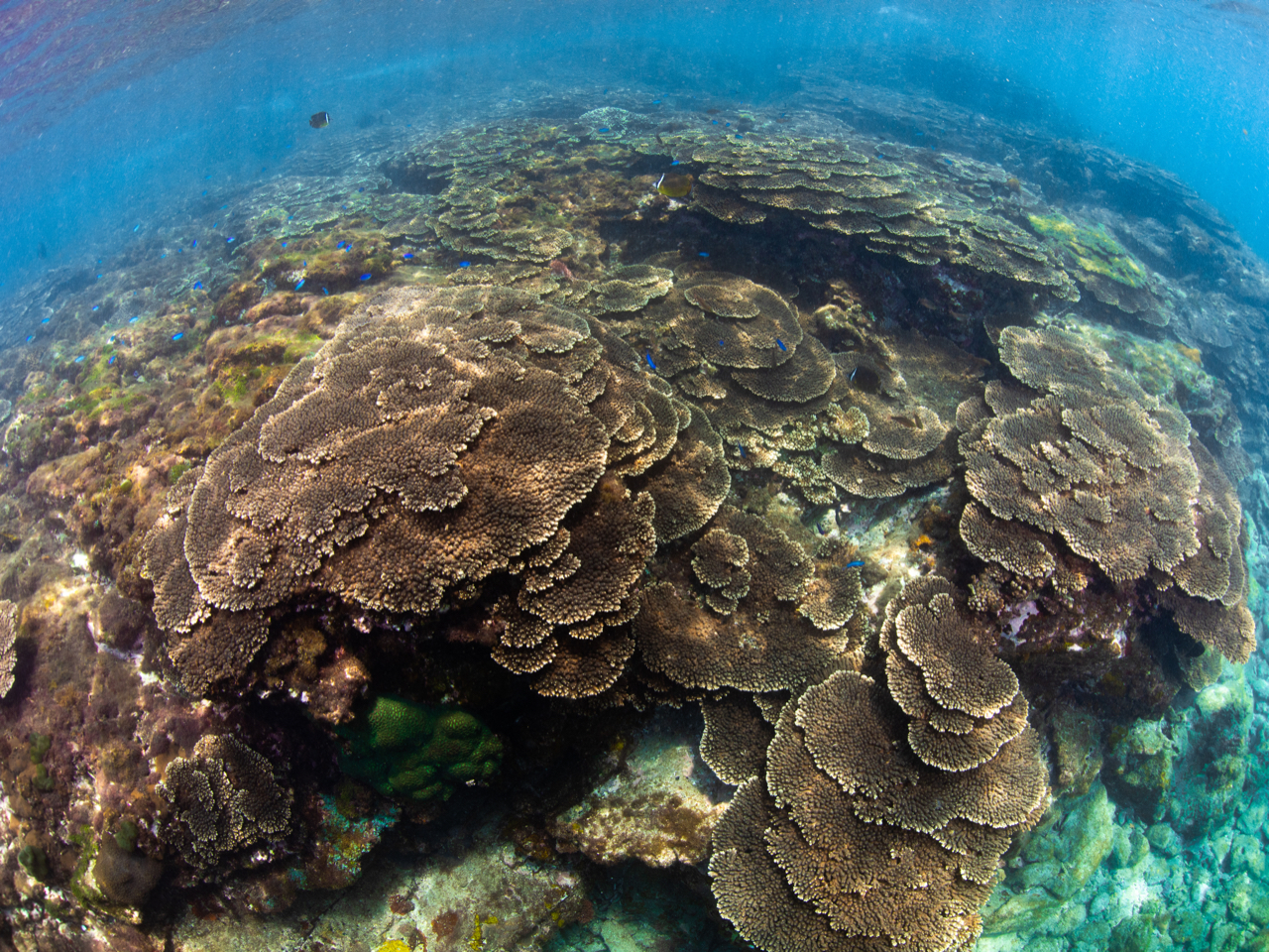 ʂɍL{Bœ[̃TSʂ͈ꌩ̉lII