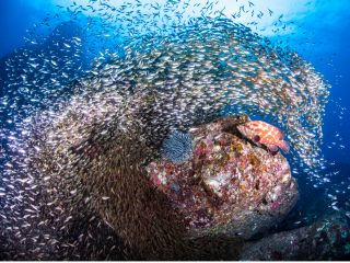 関西No,1の圧倒的な海!今からの時期、魚影がすごい!