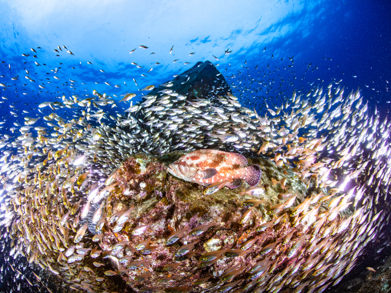 Gg[ĂIIƋ悤Ȃ̋_Co[}Ă܂