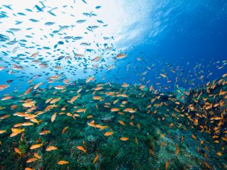 ボートダイビングではその他にもたくさんカラフルな魚の群れに出会えます☆