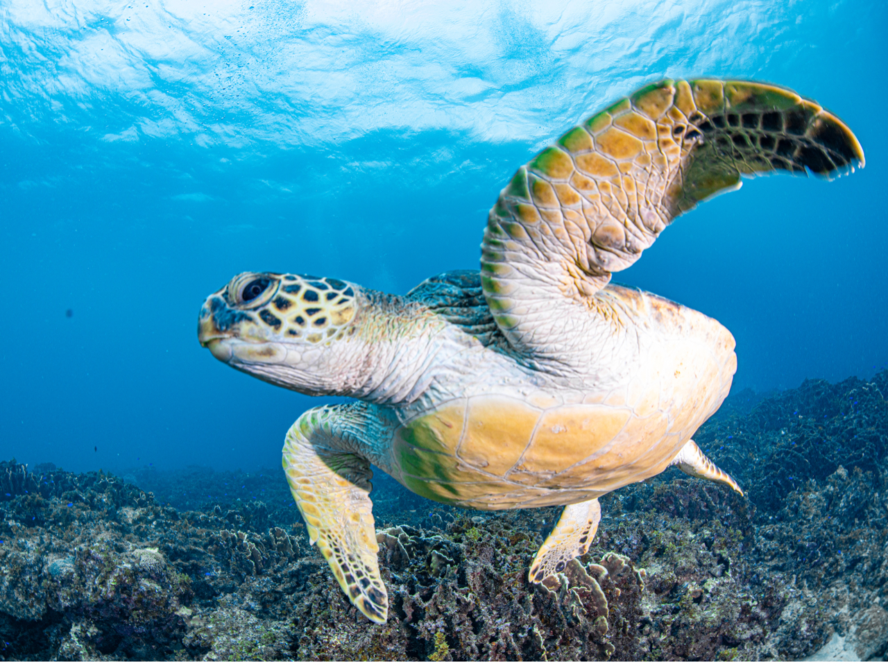 {̓E~K̐恙{[g_CrOŃE~KɉɍsI