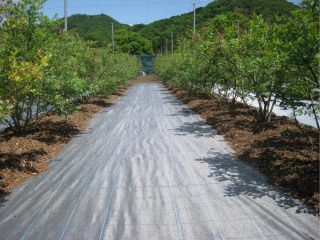通路には防草シートを敷いてますので歩きやすい。