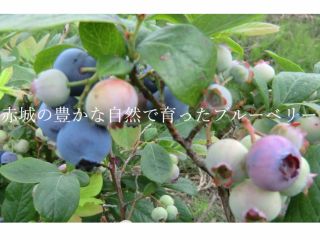 赤城山の豊かな土地・綺麗な水で育ったおいしいブルーベリーを召し上がれ♪