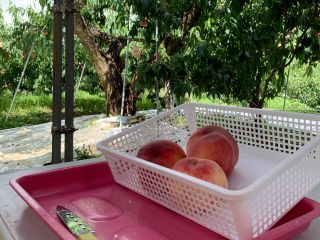 桃食べ放題