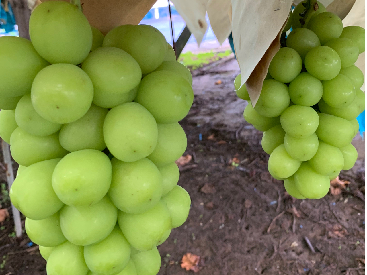 �V���C���}�X�J�b�g
