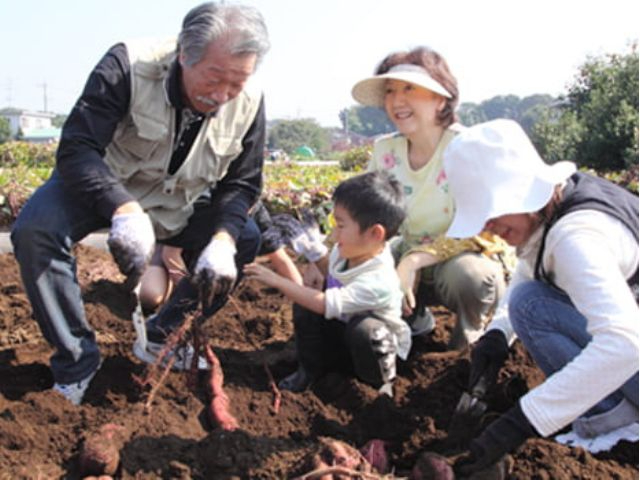 【千葉・成田】秋の甘いごちそう♪さつまいも掘り体験+かき氷特典!人気品種シルクス...