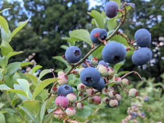 7月1日から8月末まで開園。黒く大きい実を撰んで摘み取ります。