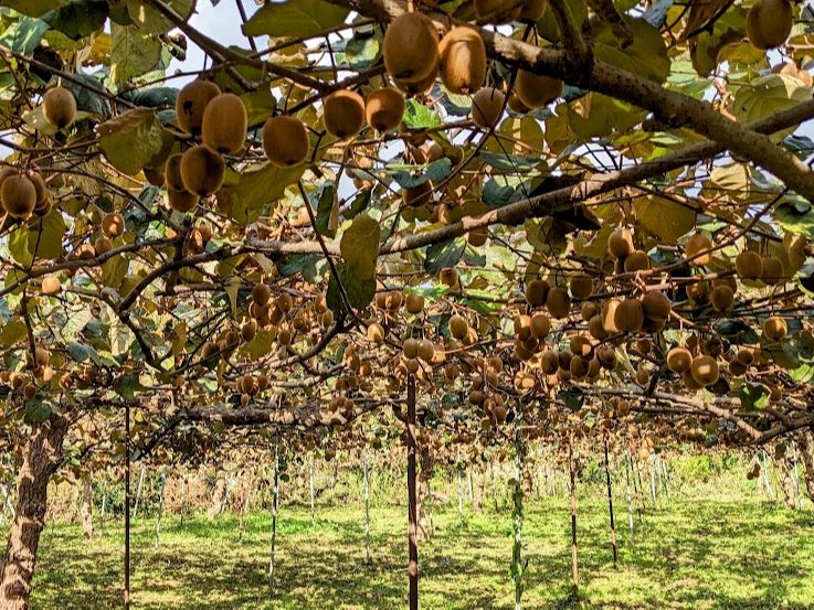 ハサミ無しで簡単に収穫できます。