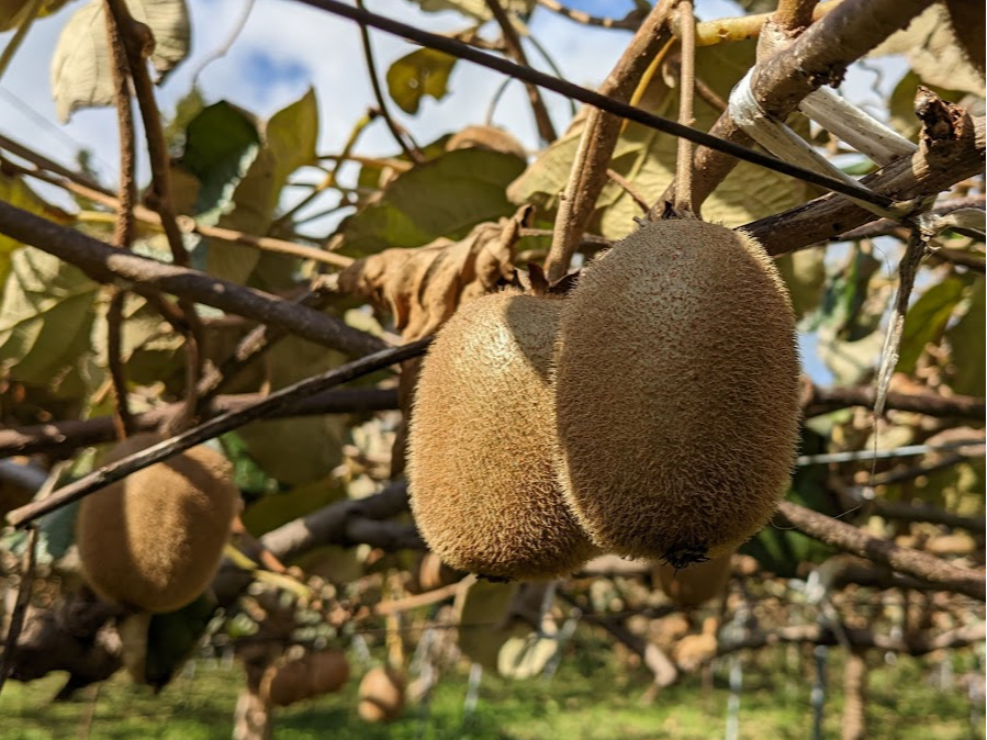 キウイは皮が厚く病害虫に強く、無農薬栽培が可能です。収穫後の追熟で甘さが増します。