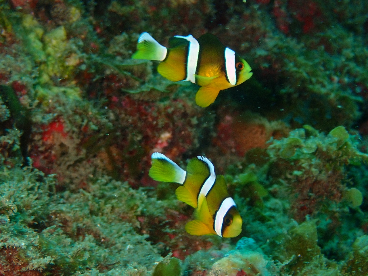 人気のクマノミも