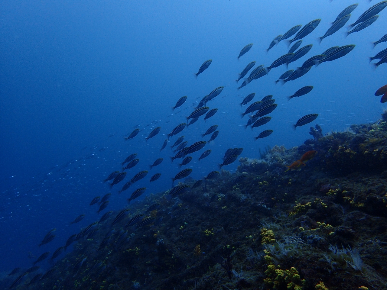イサキの群れに遭遇する事も