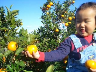 小さいお子様でもみかんがもぎ取れます!