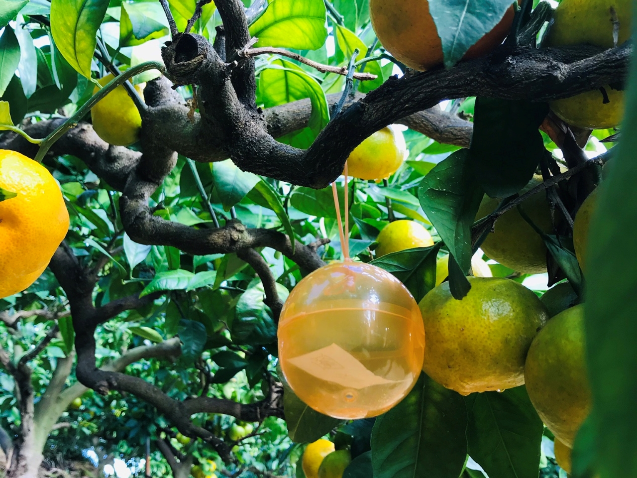 土・日・祝日は宝探しイベントを開催♪景品では玉ねぎをプレゼント!