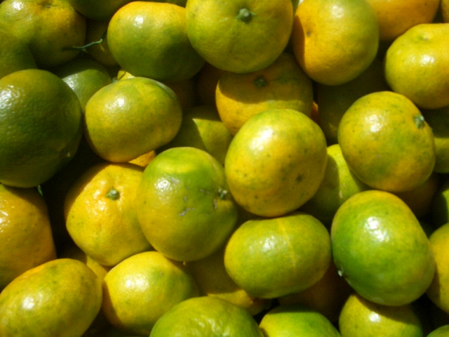 開催期間スタート時期のみかんは少し緑色が残っている場合がございますが、酸味と甘みのバランスが取れた味わいを感じていただけます♪