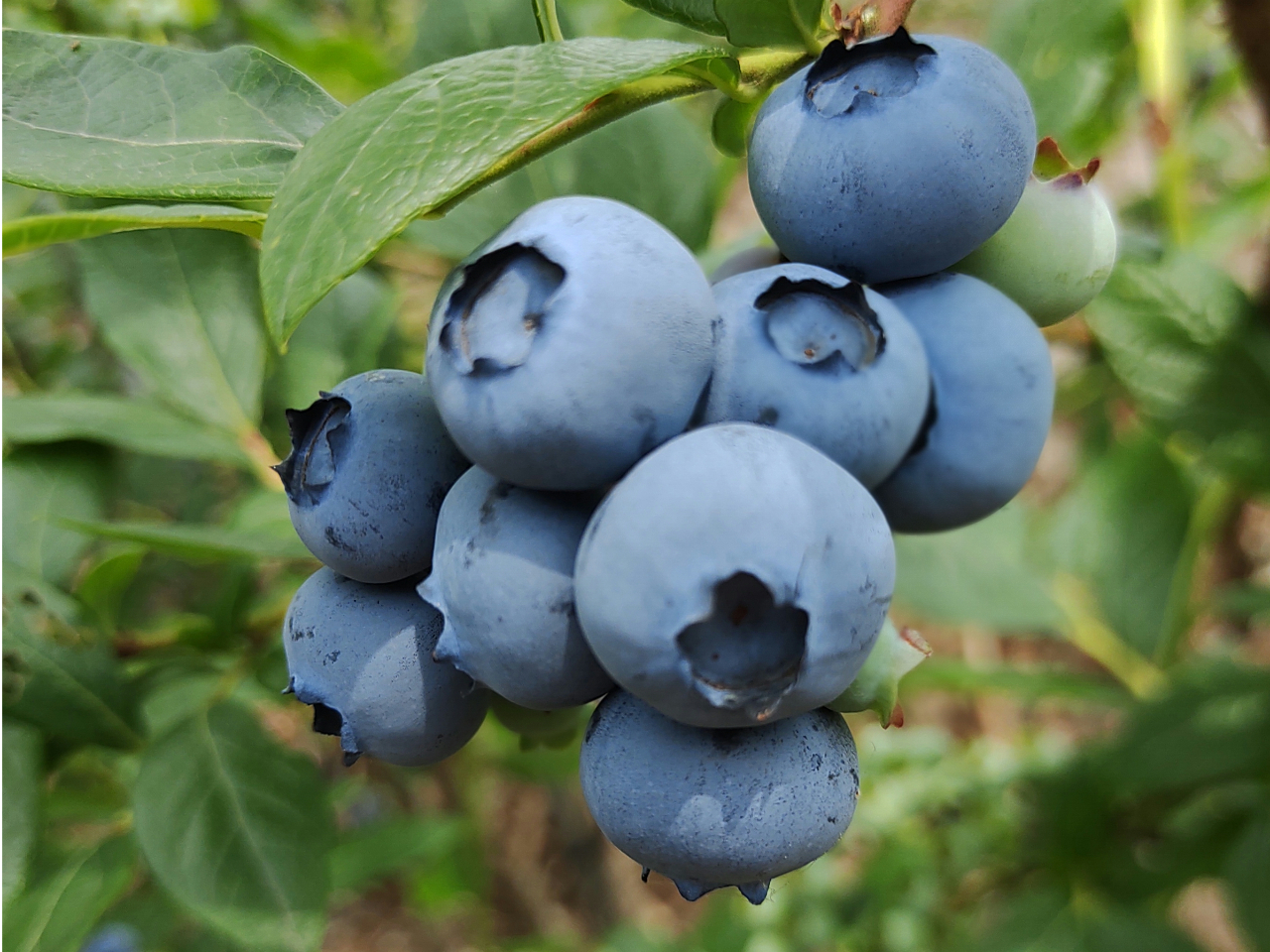 印西 ブルーベリー狩り 食べ放題コース たっぷり90分 ファミリーにおすすめ ブルーベリーキッズ じゃらん遊び体験