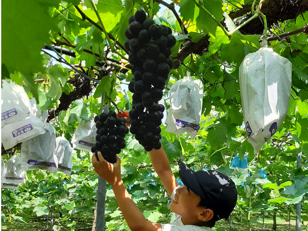 3種のぶどう、なしやスイカも直販・全国発送をしております。
ぶどうはK-GAPを取得し安心・安全な生産をしています。