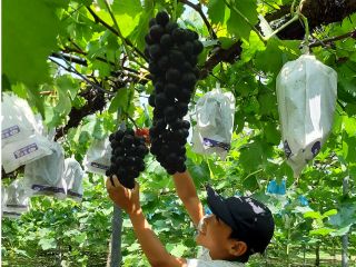 大きなぶどう!みつけたー!