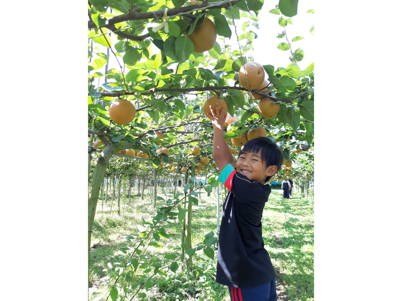 鹿児島の霧島でなし狩り体験♪
皆様のご予約お待ちしております!