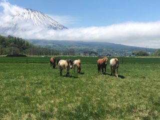 大自然 馬とお散歩コース 北海道 ニセコエリア京極町 Horse Back Country じゃらん遊び体験
