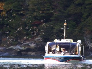 航路中の渡り鳥