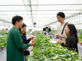高設ベンチで楽々いちご狩り!