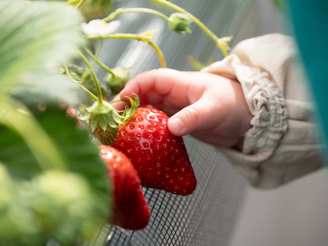 2026年【千葉県富里市・いちご狩り】魅惑の黒いちご「真紅の美鈴」を