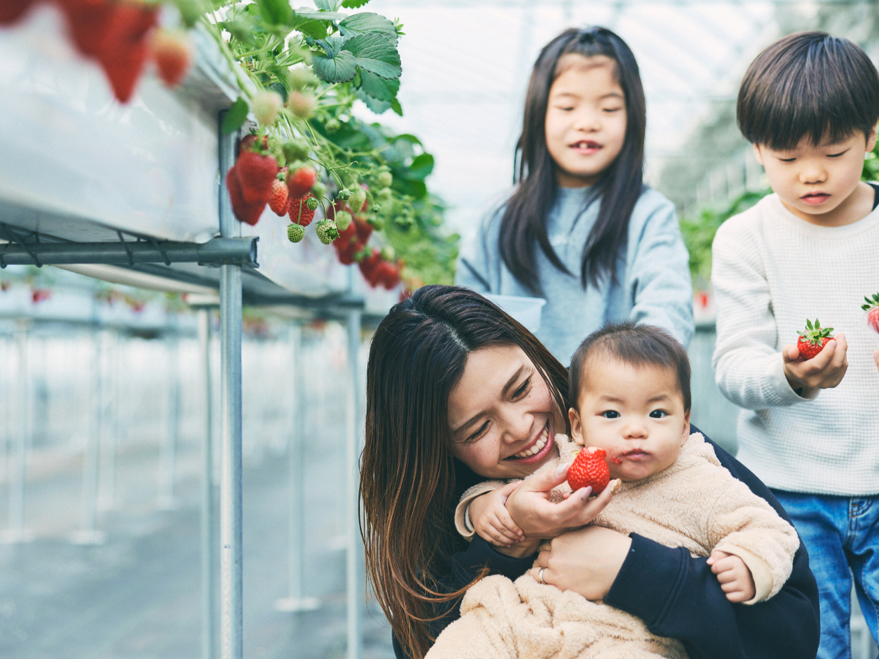 40分食べ放題「あざといちご狩り」 久御山淀ICより車で3分! 最大5品種の食べ...