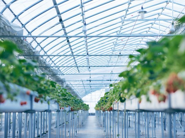 「あざといちごハウス」は2021年に新設された綺麗なハウスです。