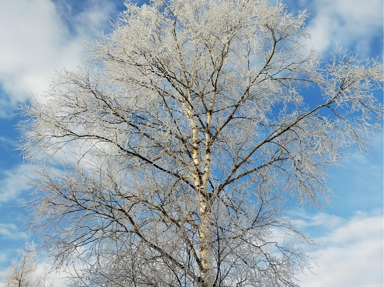 ���X�B�~�Ȃ�ł͂̐삩��o�鐅���C�i�����炵�j���A���ɕt�����������|�p�I�ɐ��ߏグ�܂��B10���ɂ͖����Ȃ�̂ő����Ȃ�ł͂̌��ۂƂȂ�܂��B