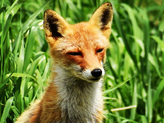 釧路湿原でお待ちしてま〜す(^^)隠れてますので探してね!!