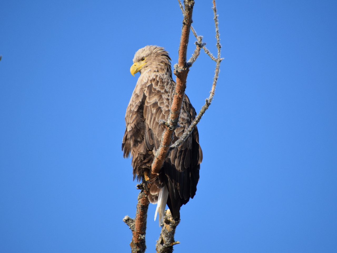 天然記念物のオジロワシ。翼を広げると2メートルも。カヌーの目の前で鮭や鱒をキャッチする事もあります。留鳥で常に釧路湿原にいますのでガイドと探しながら行きます。