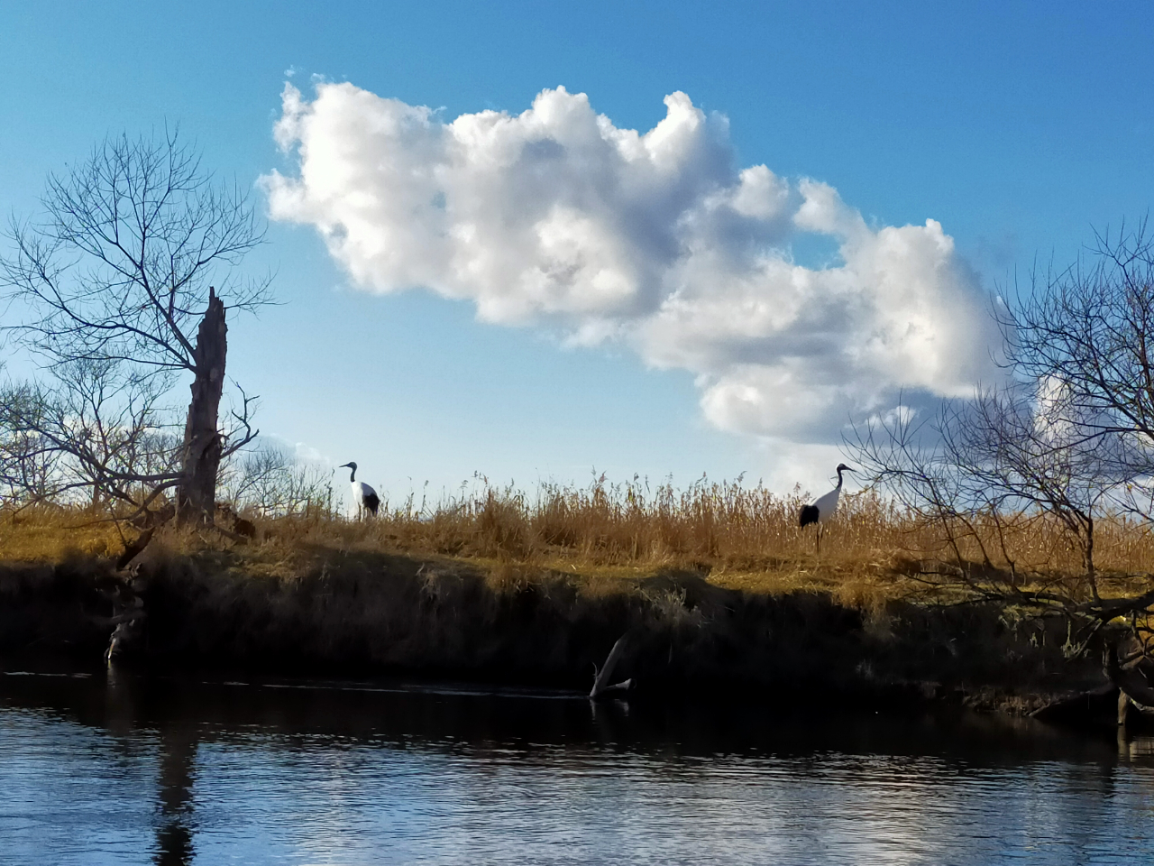 iF܂ˁIDŋCő̒^`EBłBACkł̓TJCƂ̐_lƂӖłB