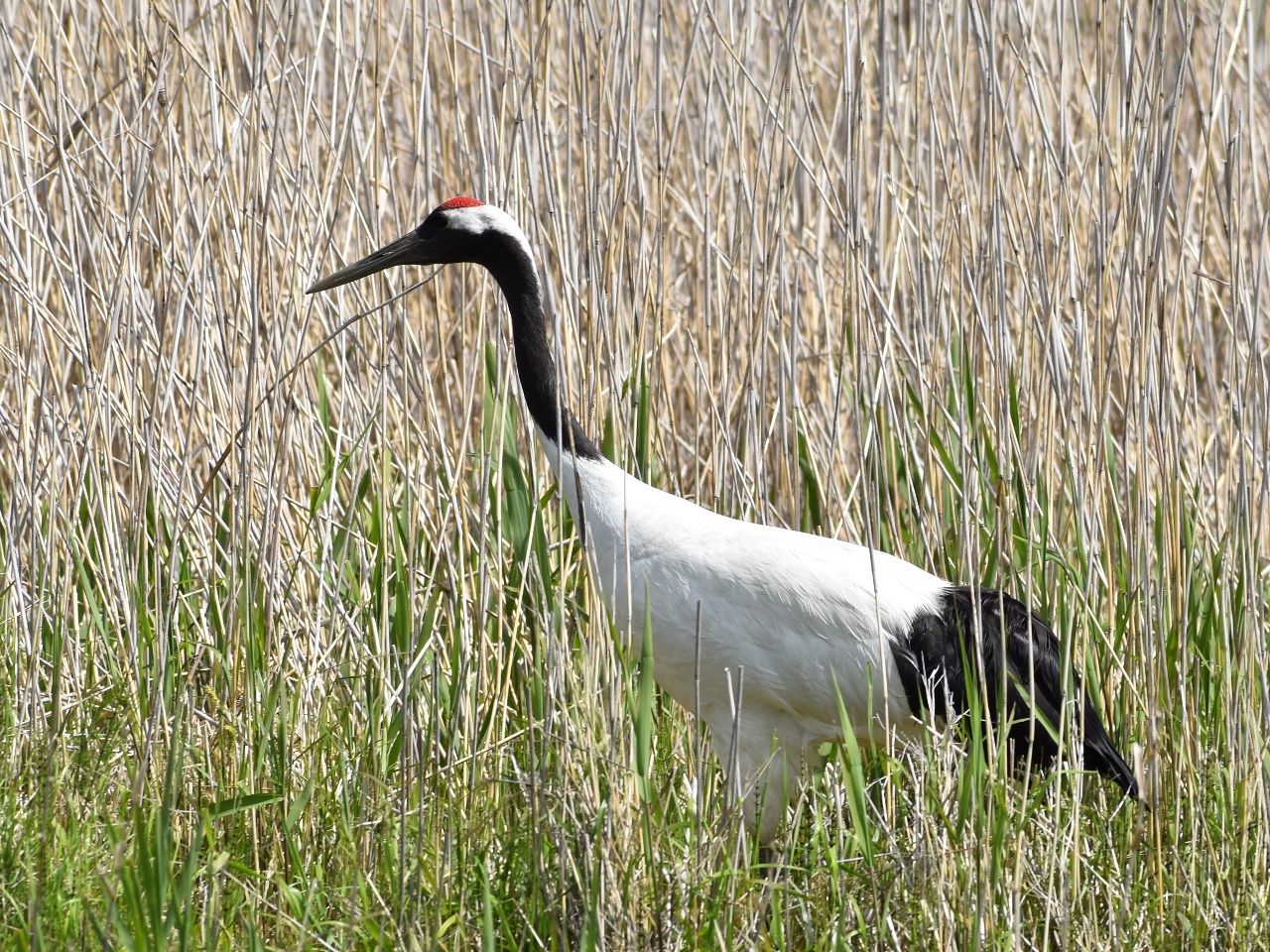 VRLÕ^`EBJ[uuԌ邱ƂBqĒ̏Ă͐ÂɌ܂傤(^^)