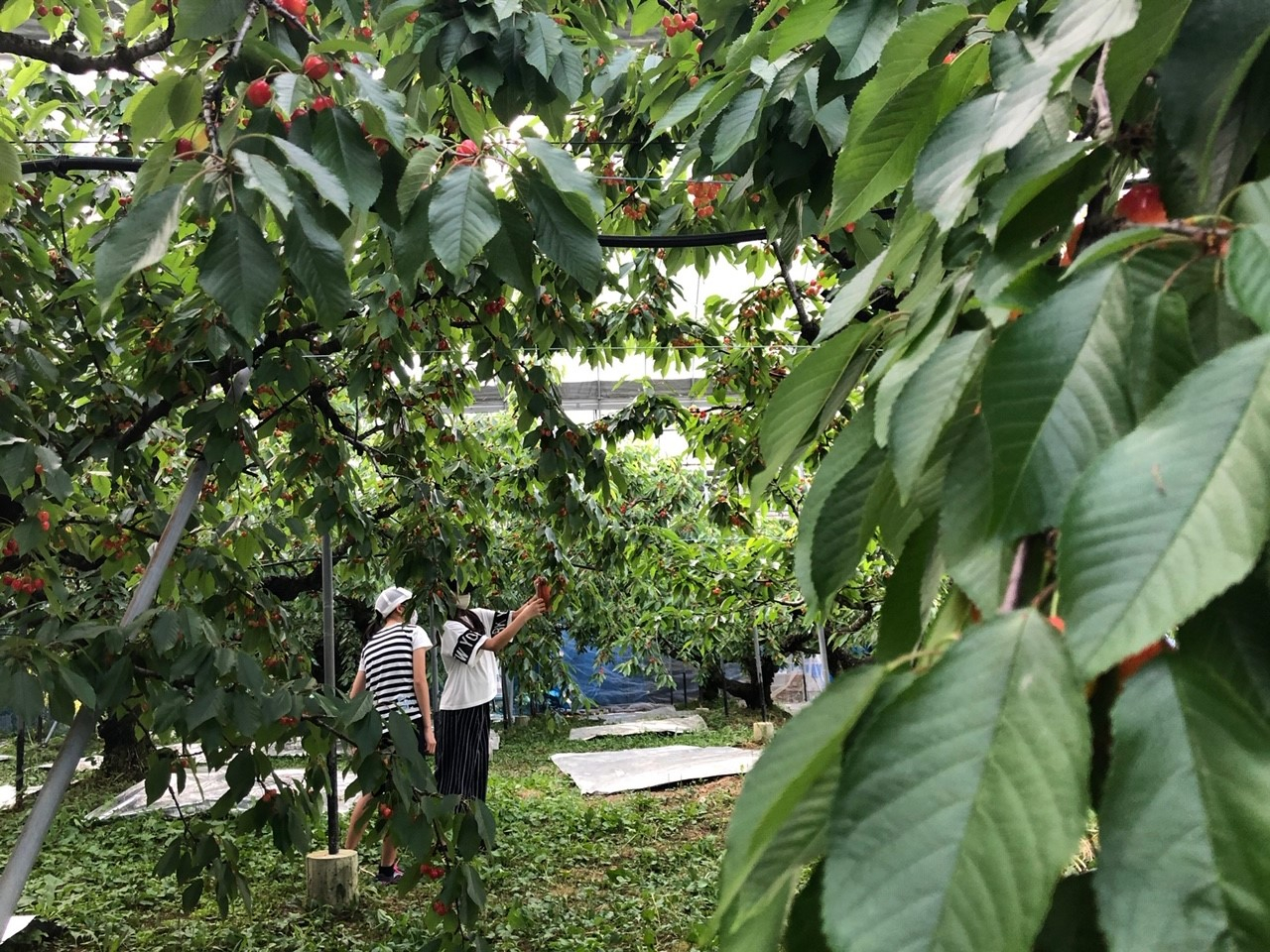 �n�E�X�̒��͂������ڂł����ς��I���Ȃ������ς����y���݂�������