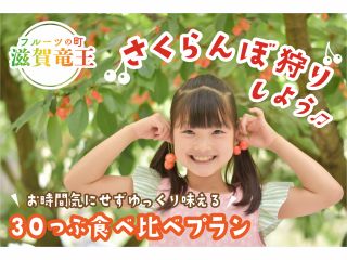 ☆雨でも安心!☆当園では屋根付きハウスでさくらんぼ狩りが楽しめます