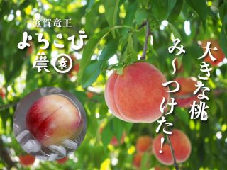 時間制限なしでゆっくりとも選んで収穫してくださいね!ひんやり冷やし桃、とっても美味しいですよ♪