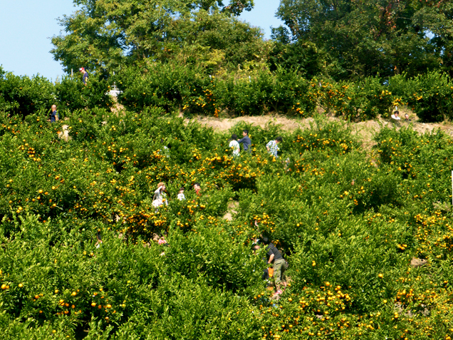 ������Ζʂɂ݂��񔨂��L����܂�