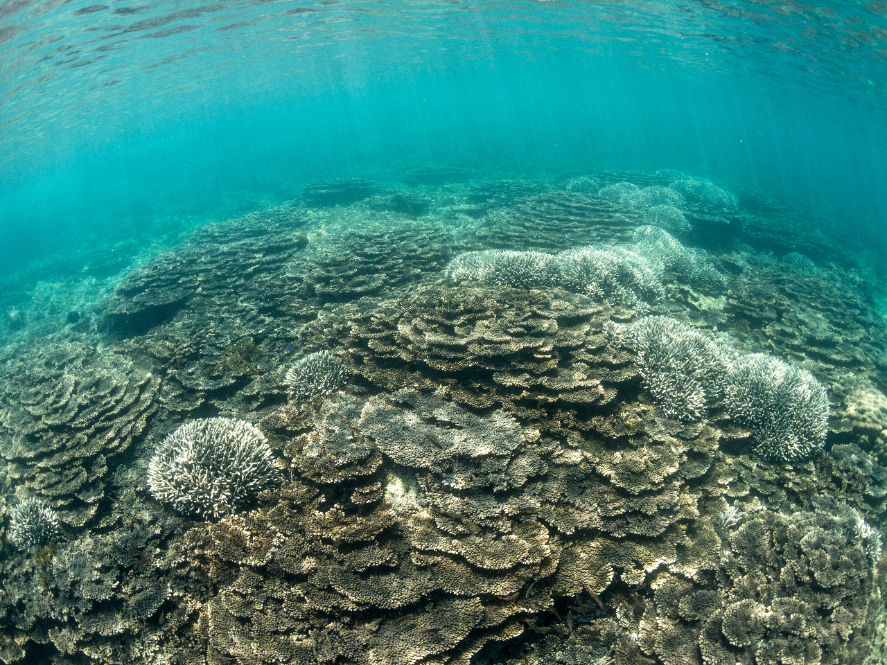 �N�V�n�_�~�h���C�V�Q��