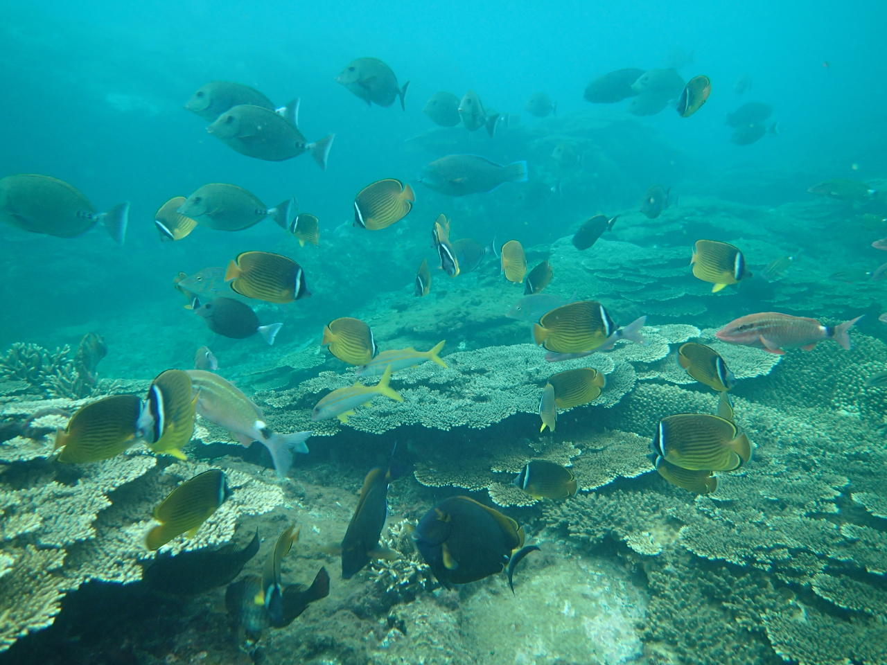 �`���E�`���E�E�I�̌Q��@�ق��̂������Ȃ�������o�}��